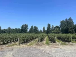 4281 BRADNER ROAD, Abbotsford, Abbotsford, BC